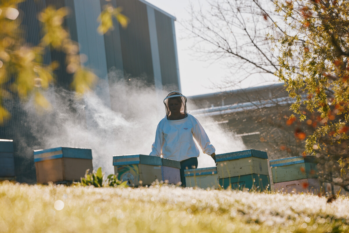 NZ-Highbrook-Beehives-1023 (6)
